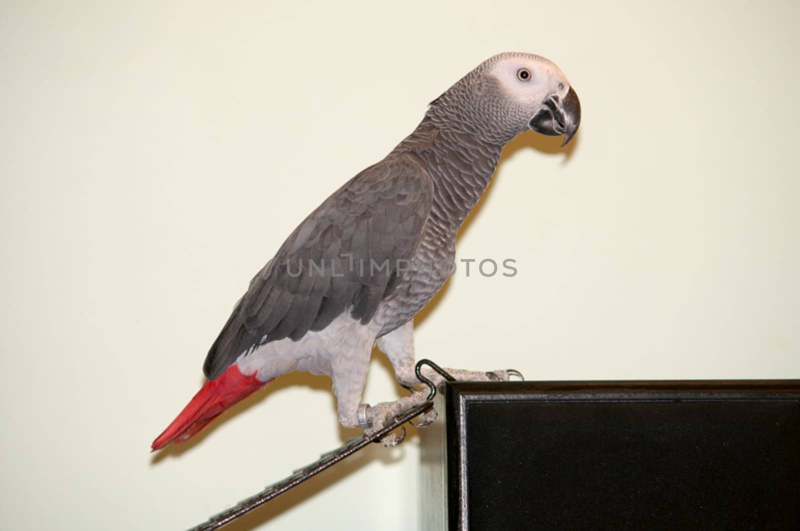 African Grey parrot . by LarisaP