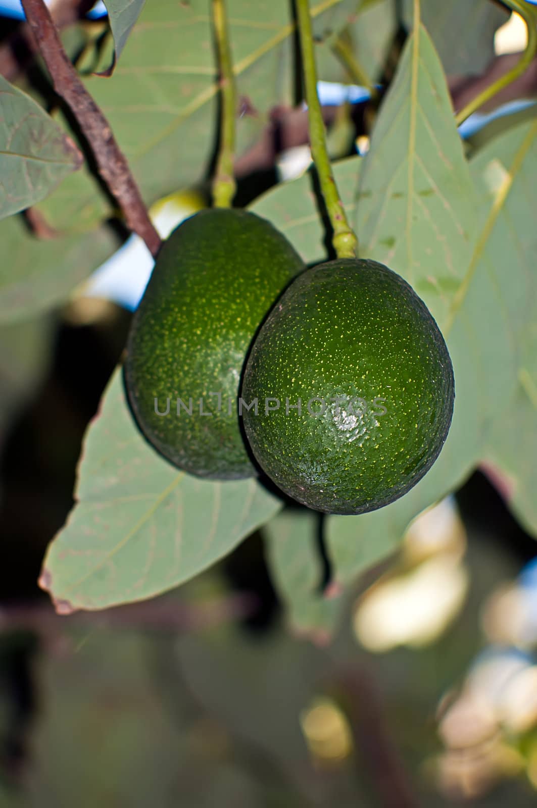 Avocado fruit growing on a tree .