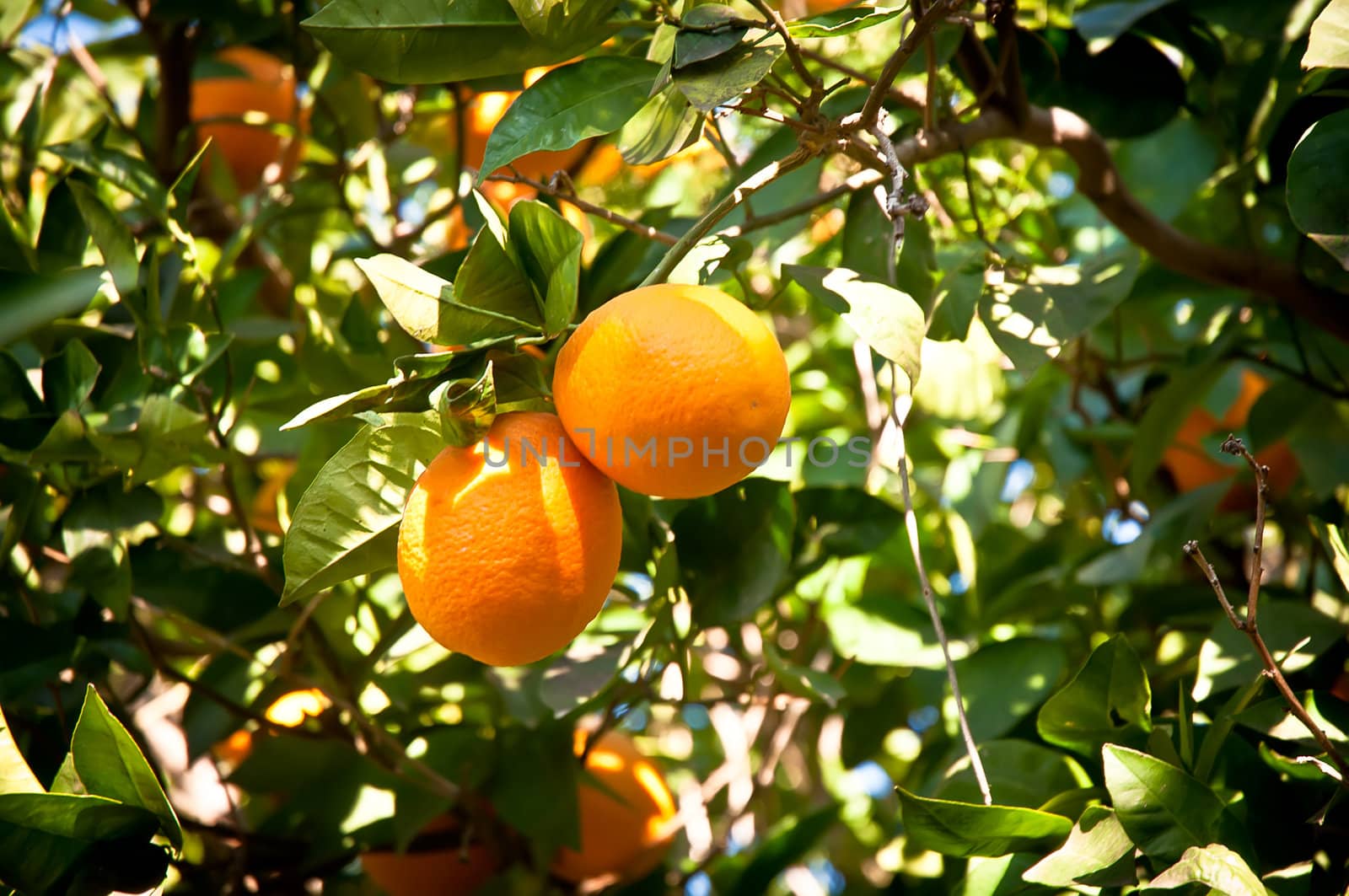 Green leaves and Mature oranges on the tree.