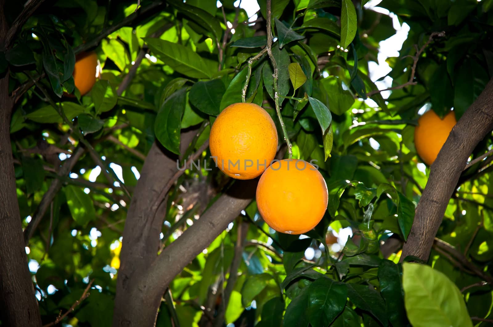 Green leaves and Mature oranges on the tree.