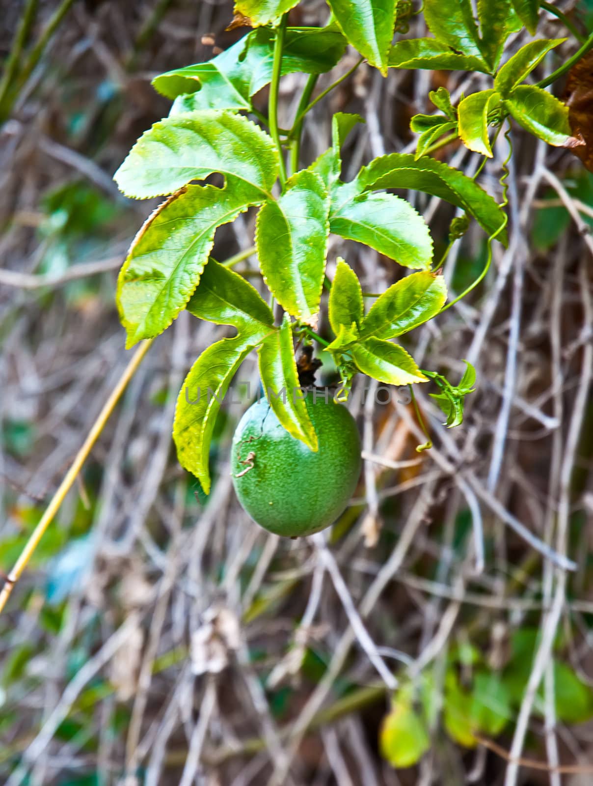 Purple Passionflower or Maypop - Passiflora incarnata .