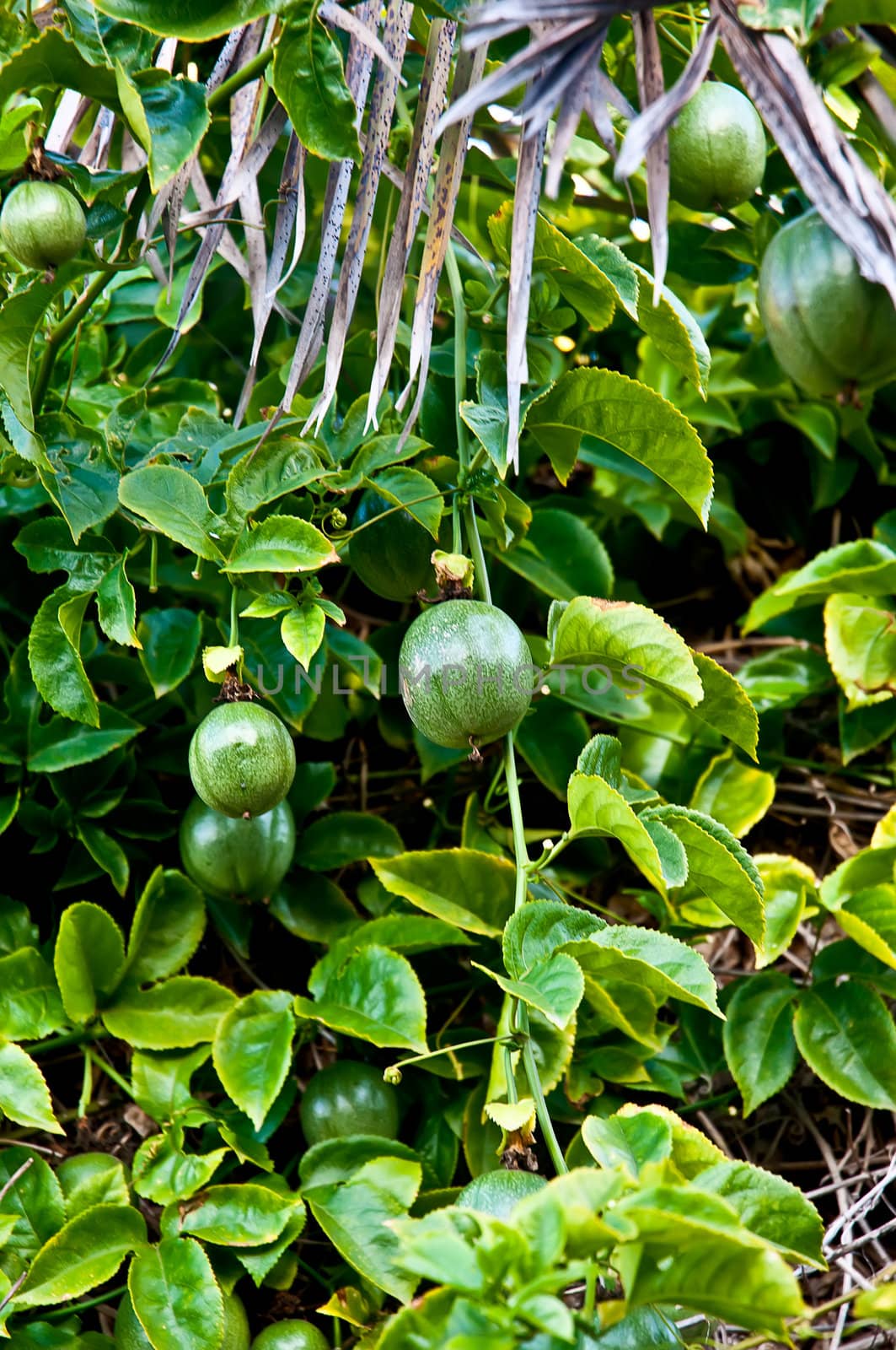 Purple Passionflower or Maypop - Passiflora incarnata .