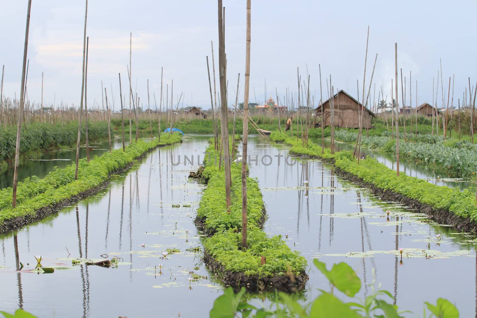 Floating gardens, Inle Lake