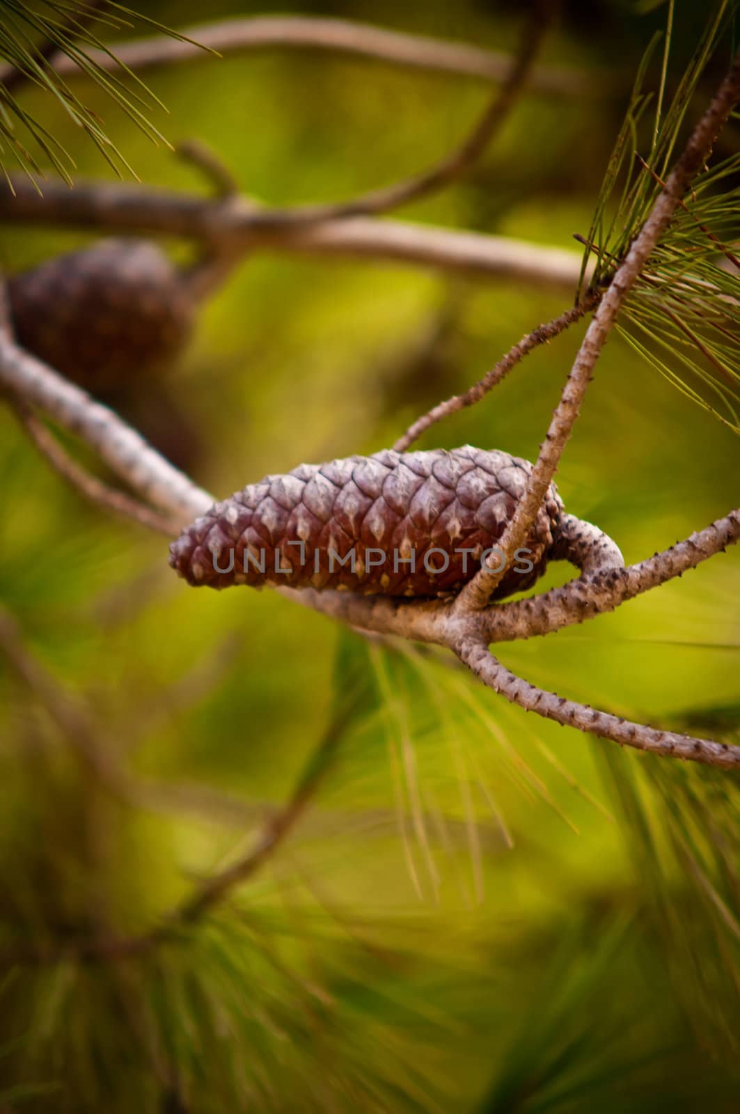Pine Cone And Branches .