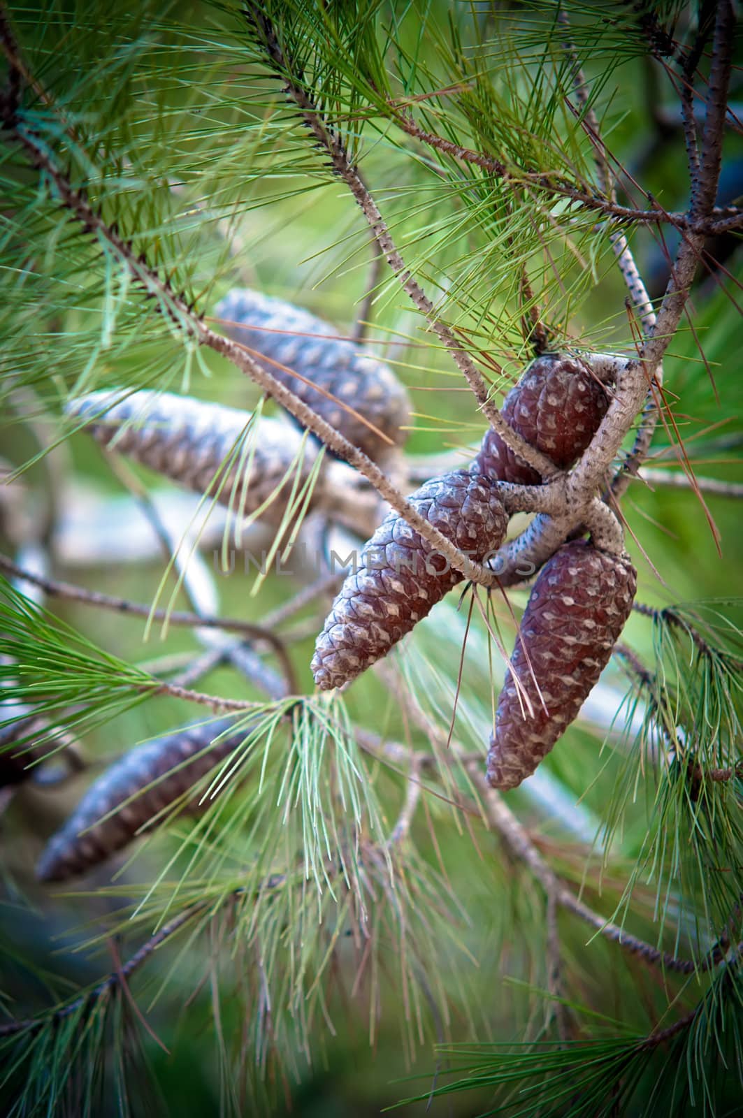 Pine Cone And Branches .