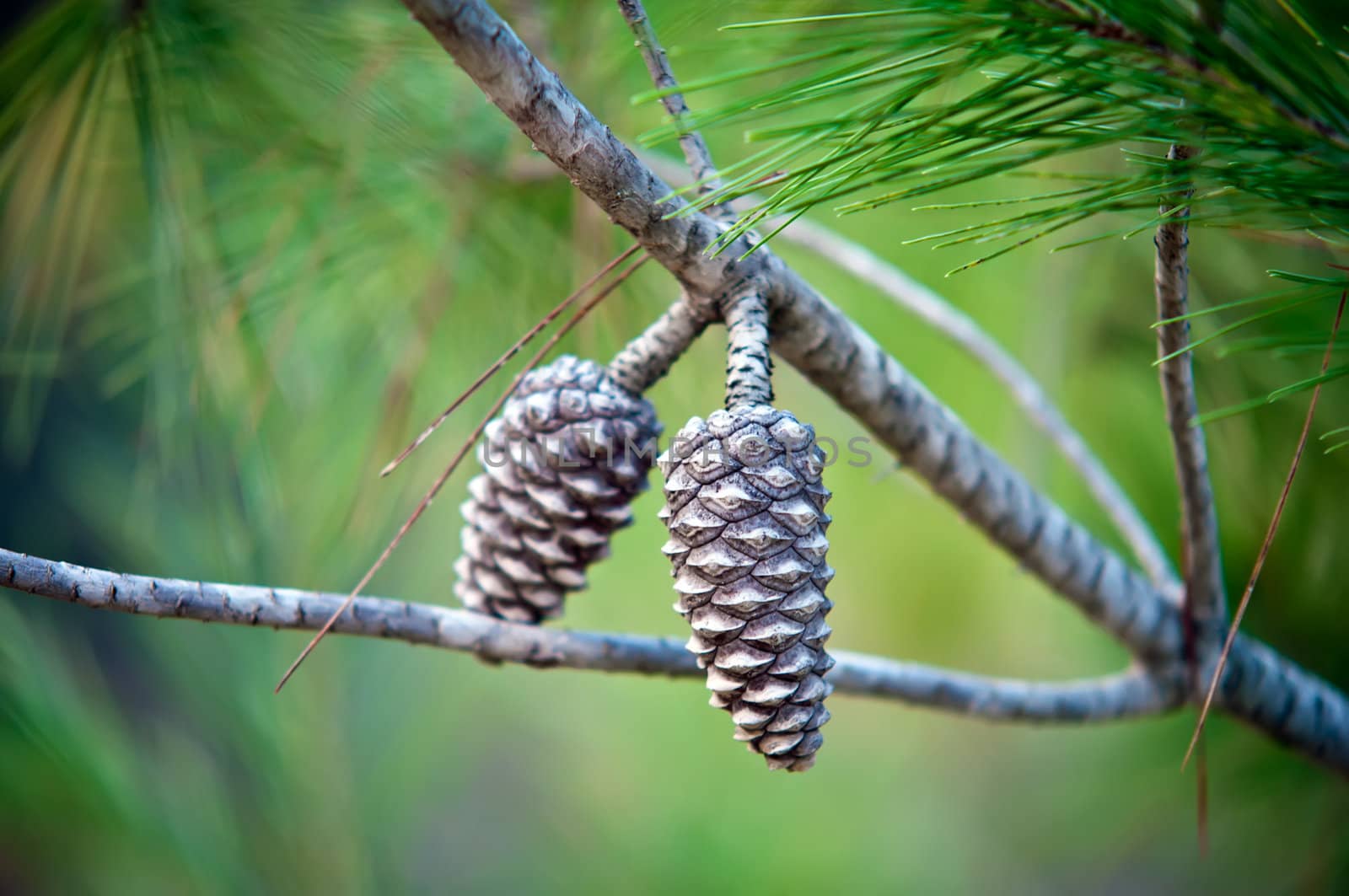 Pine Cone And Branches .