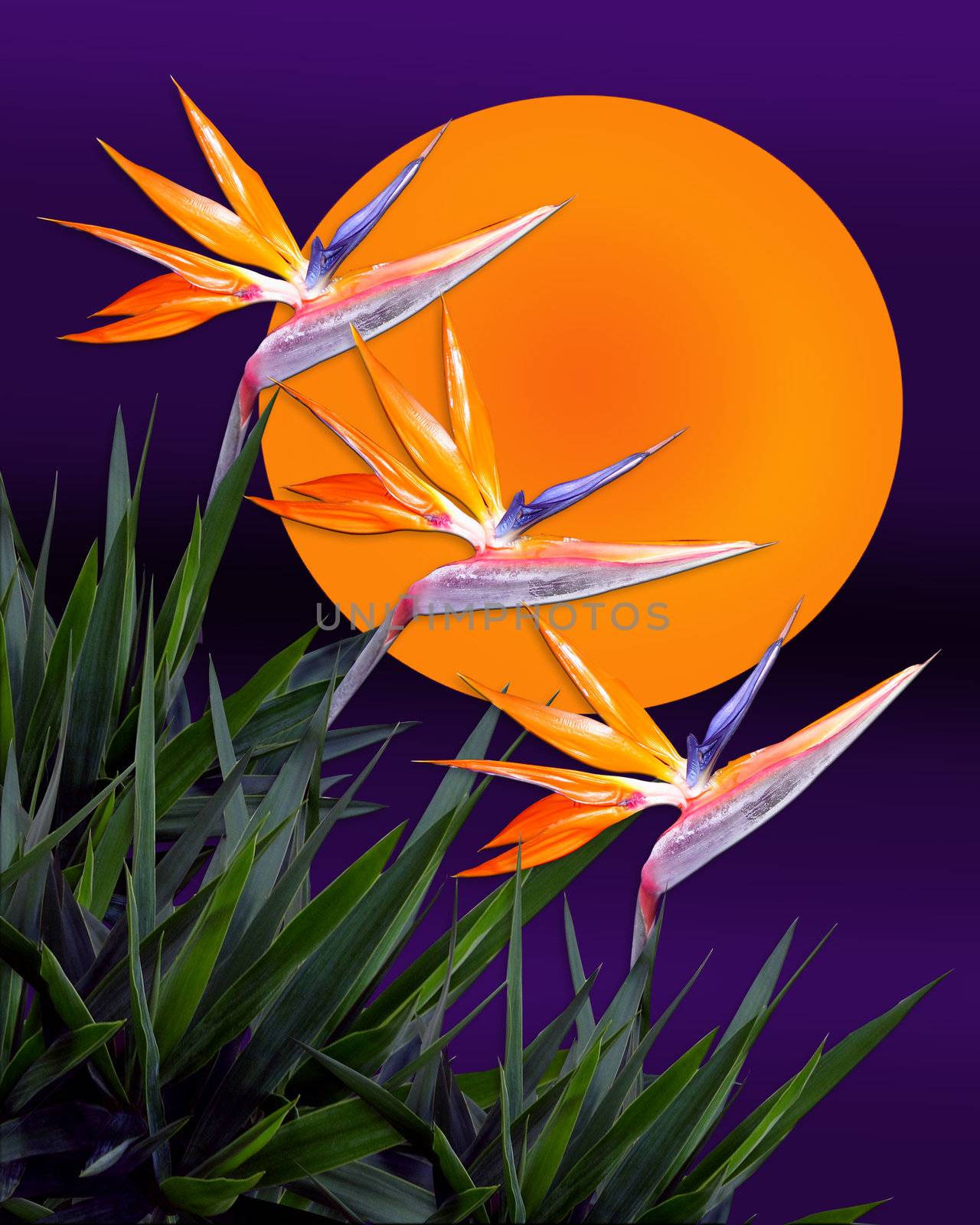 Image and illustration composition of  bird of Paradise flowers against illustrated sun on dark sky for Hawaiian luau or tropical background