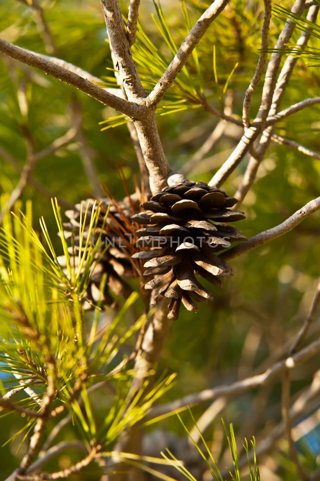 Pine Cone . by LarisaP