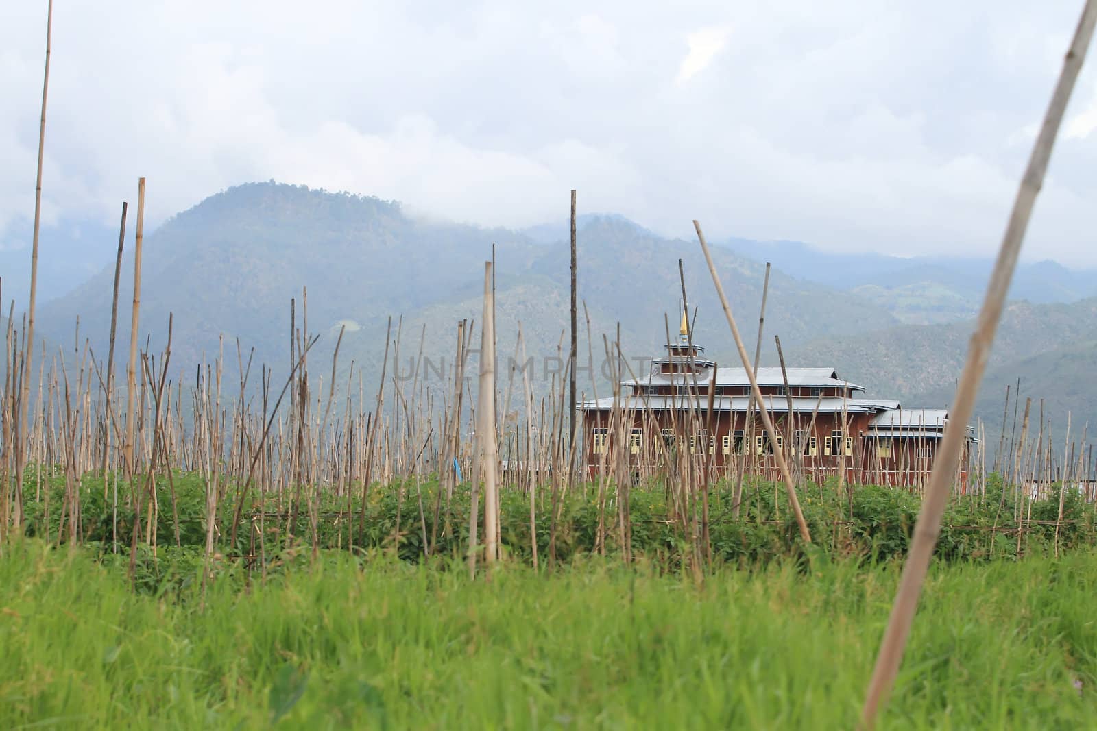 Floating gardens, Inle Lake