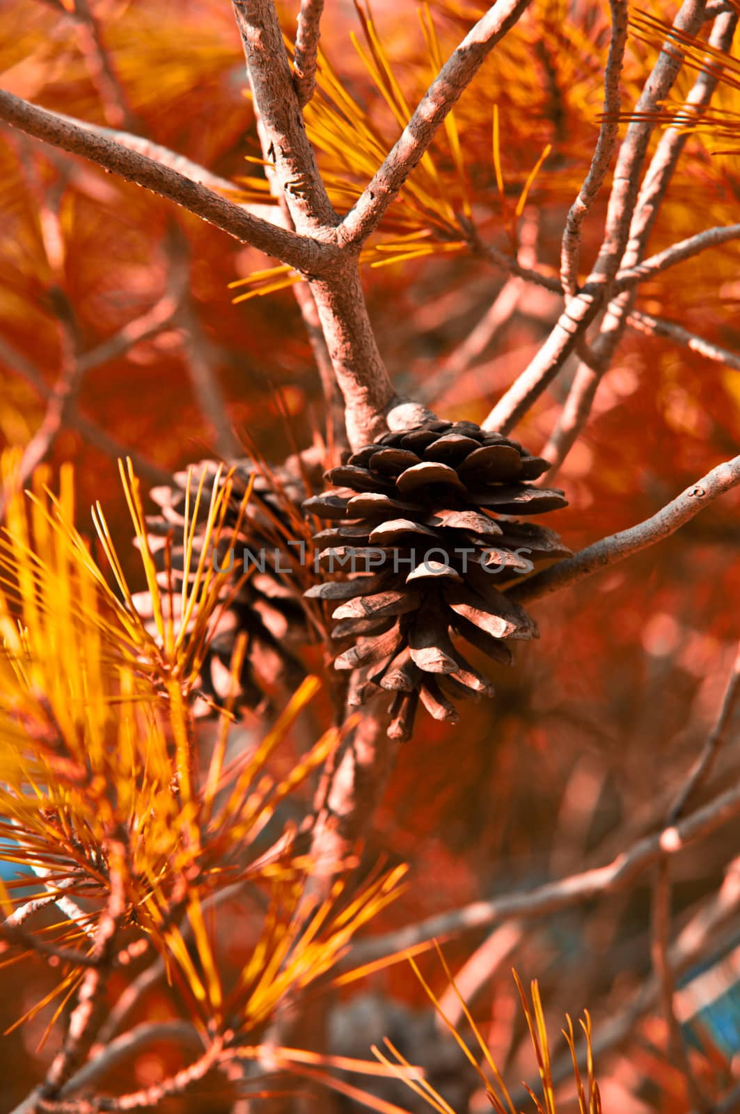 Detail of pine cone on a branch .