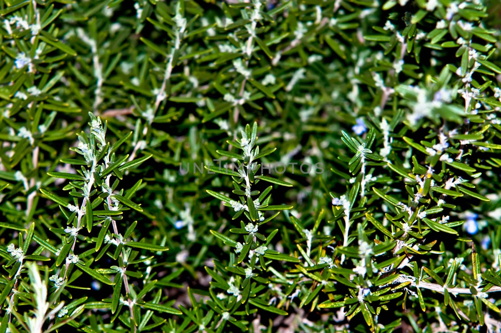 Rosemary aromatic culinary herb in nature .