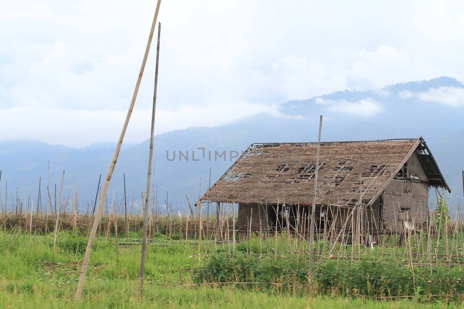 Floating gardens, Inle Lake