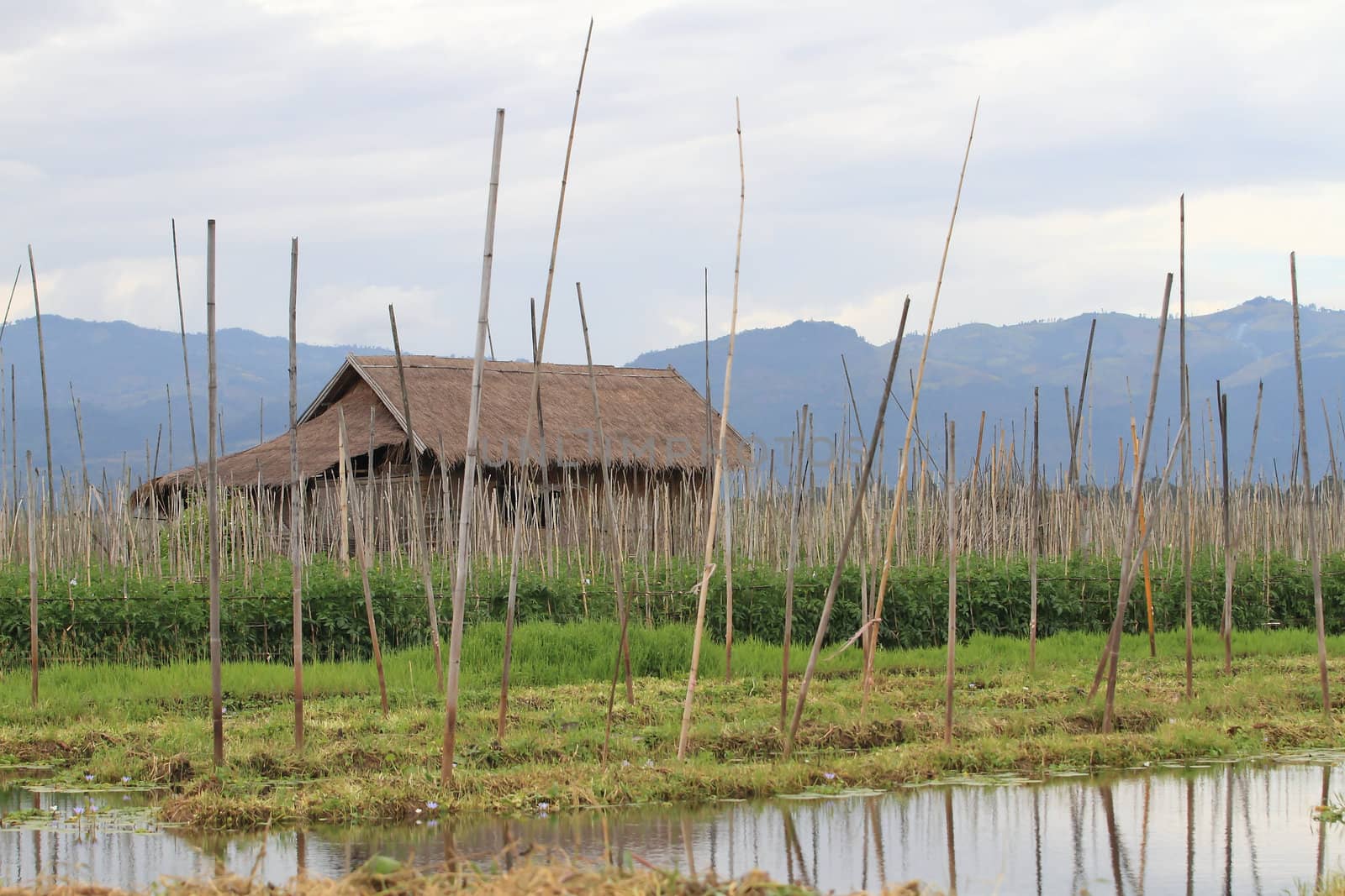 Floating gardens, Inle Lake