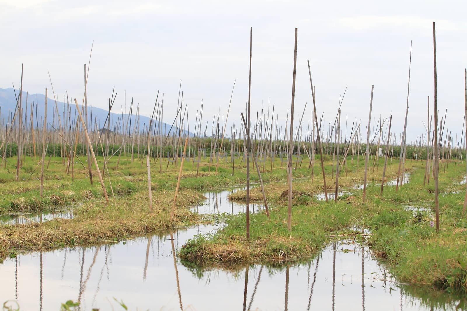 Floating gardens, Inle Lake