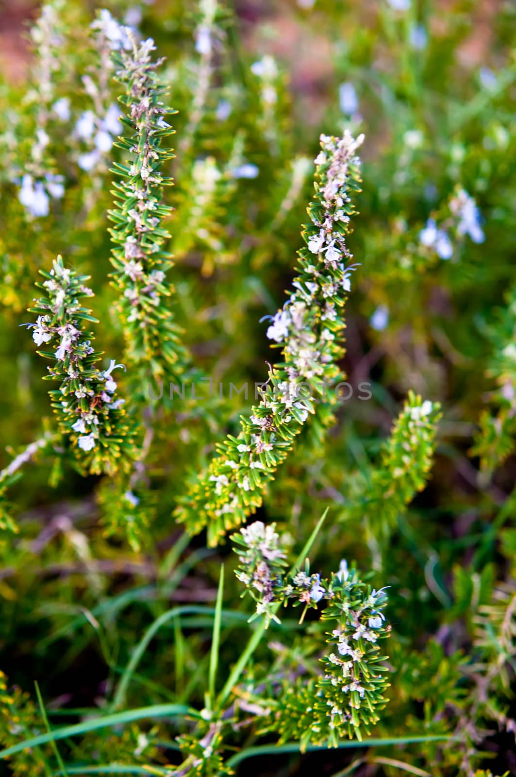 Rosemary aromatic culinary herb in nature .