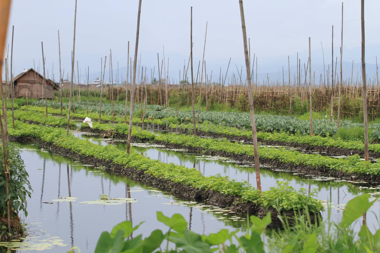 Floating gardens, Inle Lake