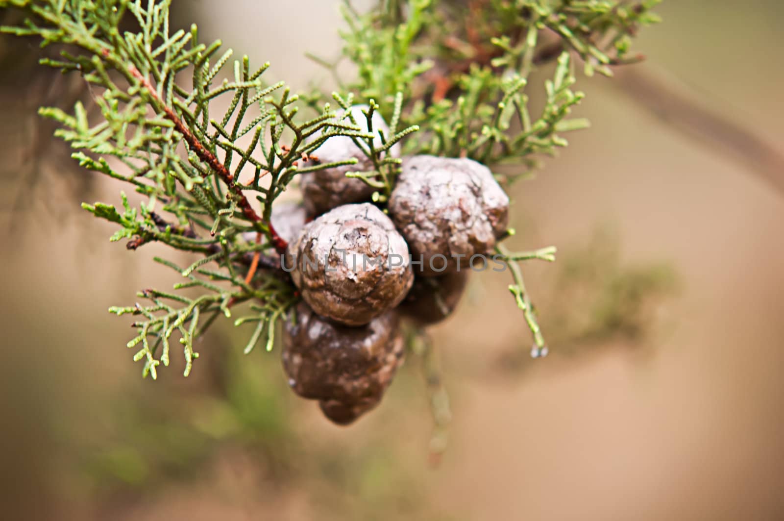 Green evergreen branch with cone .