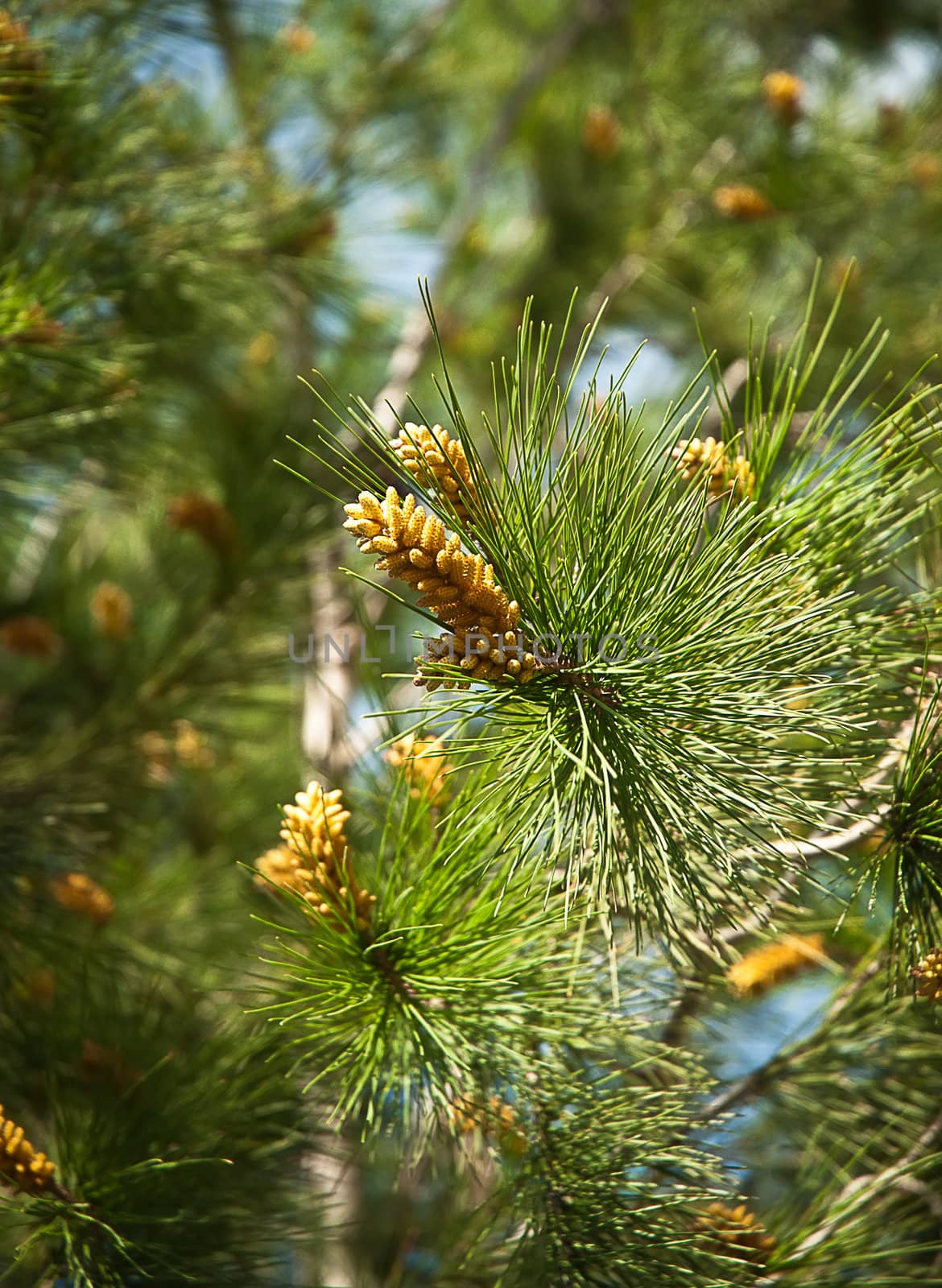 Fresh fir branch in sunshine. 
 by LarisaP