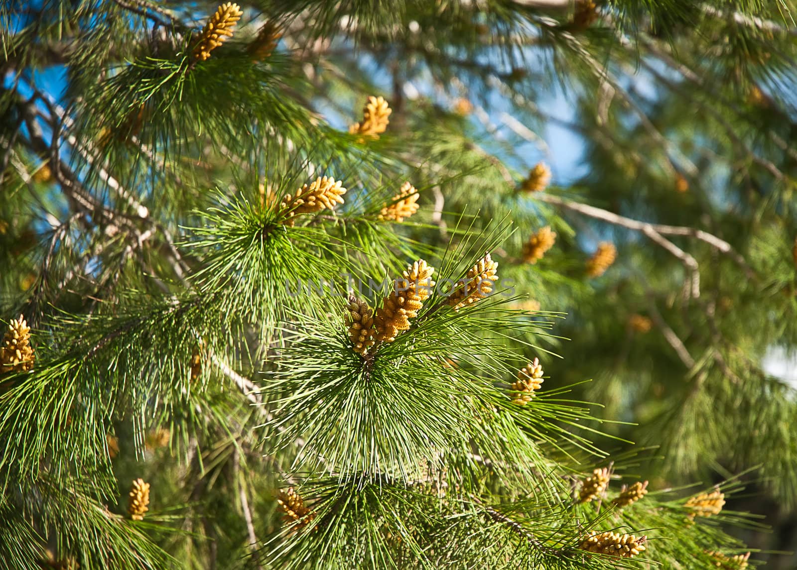 Fresh fir branch in sunshine. 
 by LarisaP