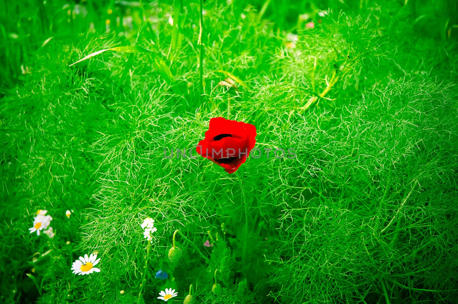 Poppies blooming in the field.