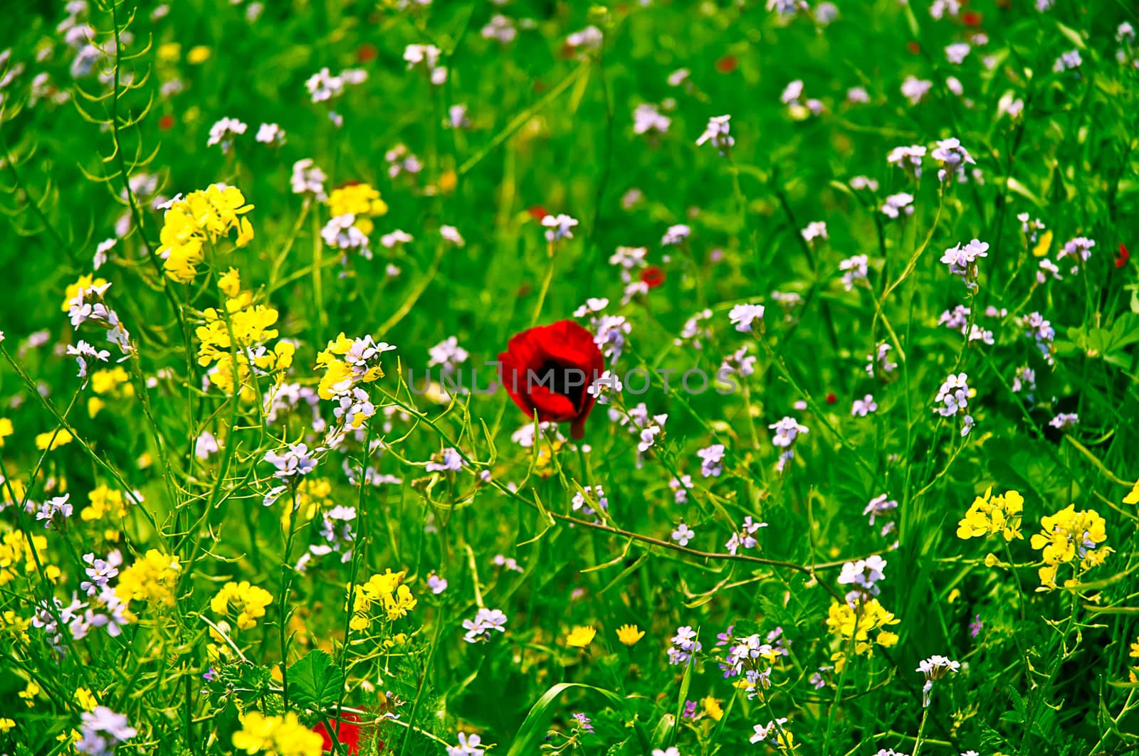 Wild poppies blooming and wildflowers
  in the field.
