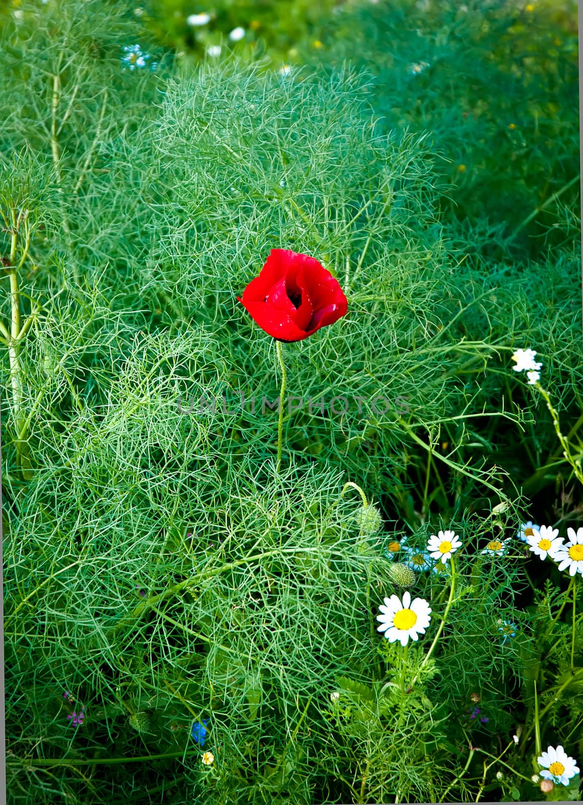 Wild poppies blooming in the field.