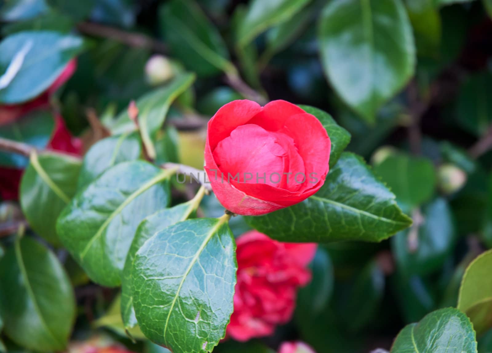 Red flowers . by LarisaP