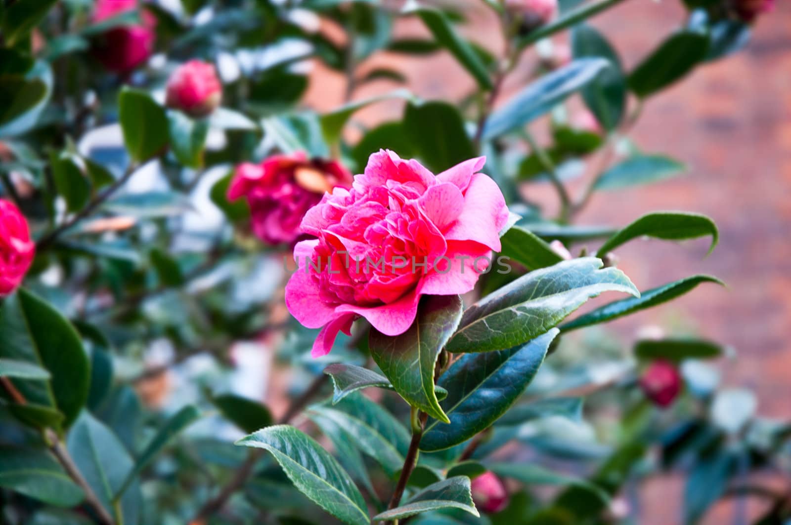 Red flowers . by LarisaP