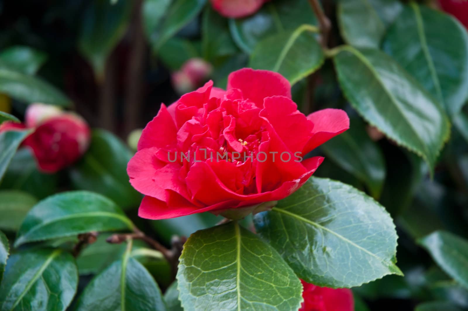 Red flowers blooming in the spring garden .