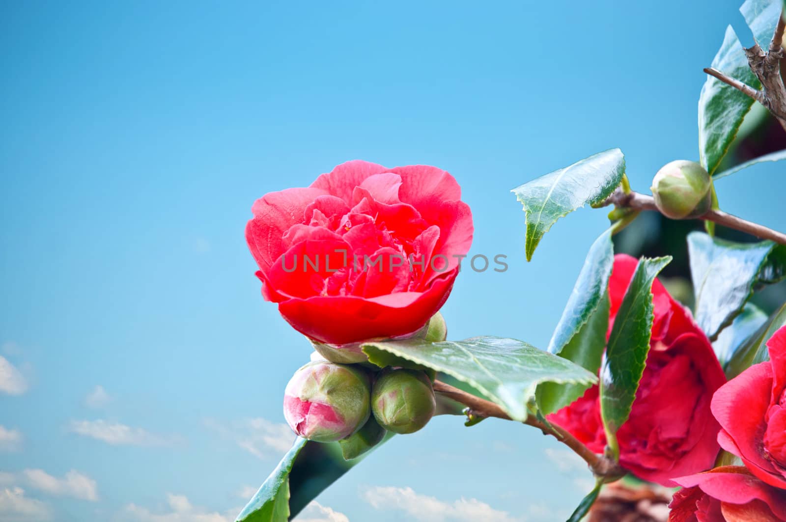 branch growing on her red flowers against the blue sky.