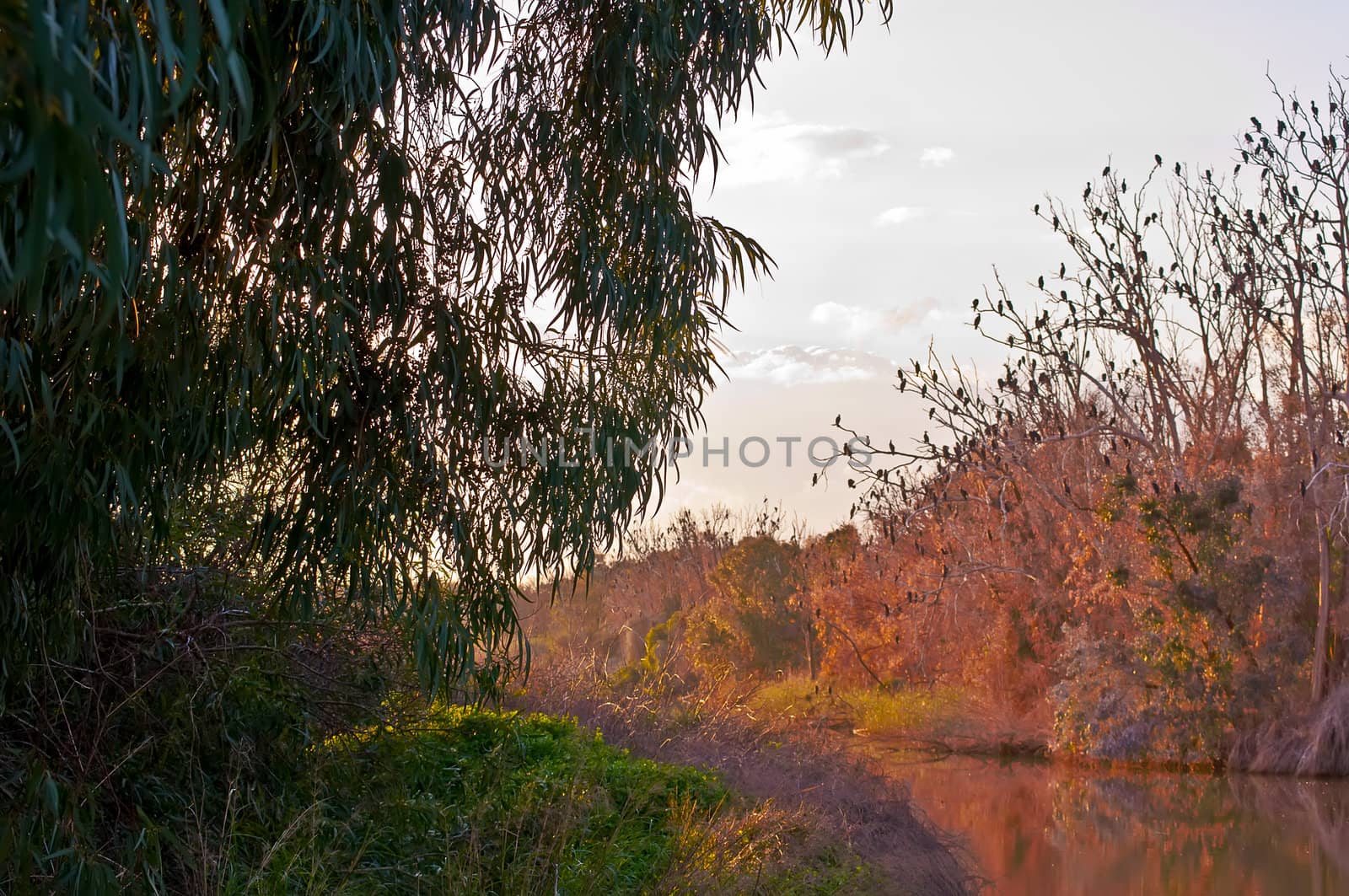 Park Israel . by LarisaP