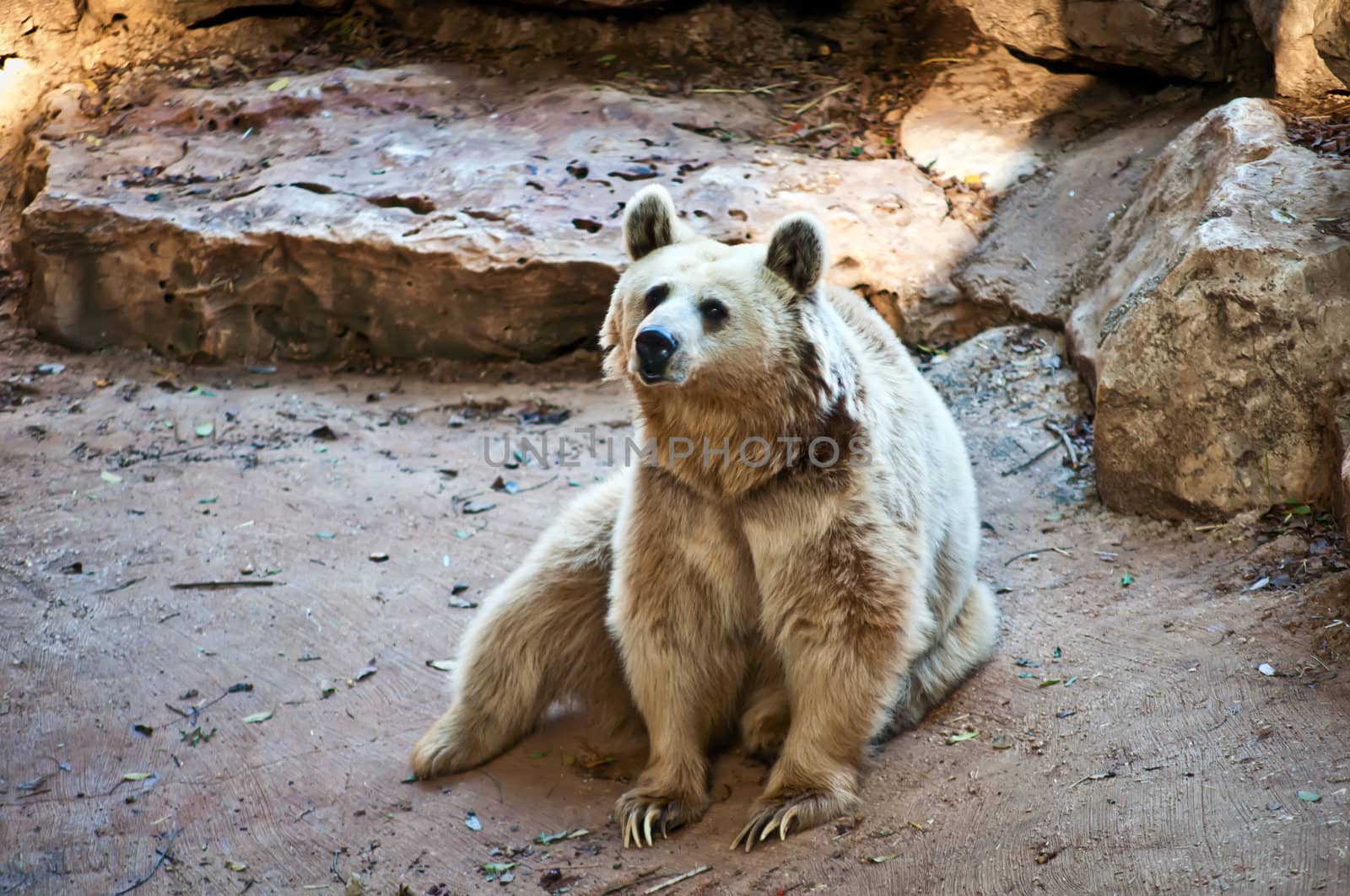 Bear . by LarisaP