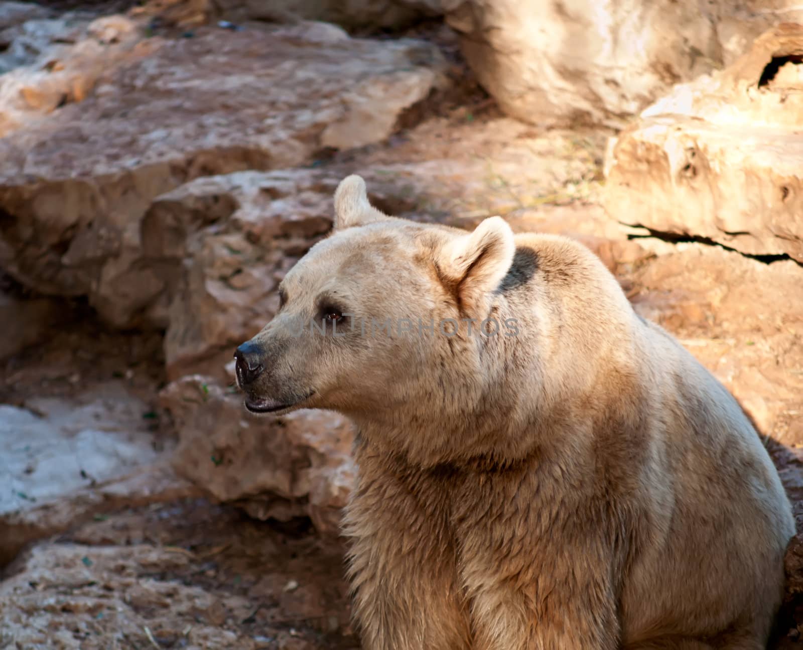 Syrian brown bear ( Ursus arctos syriacus ) .