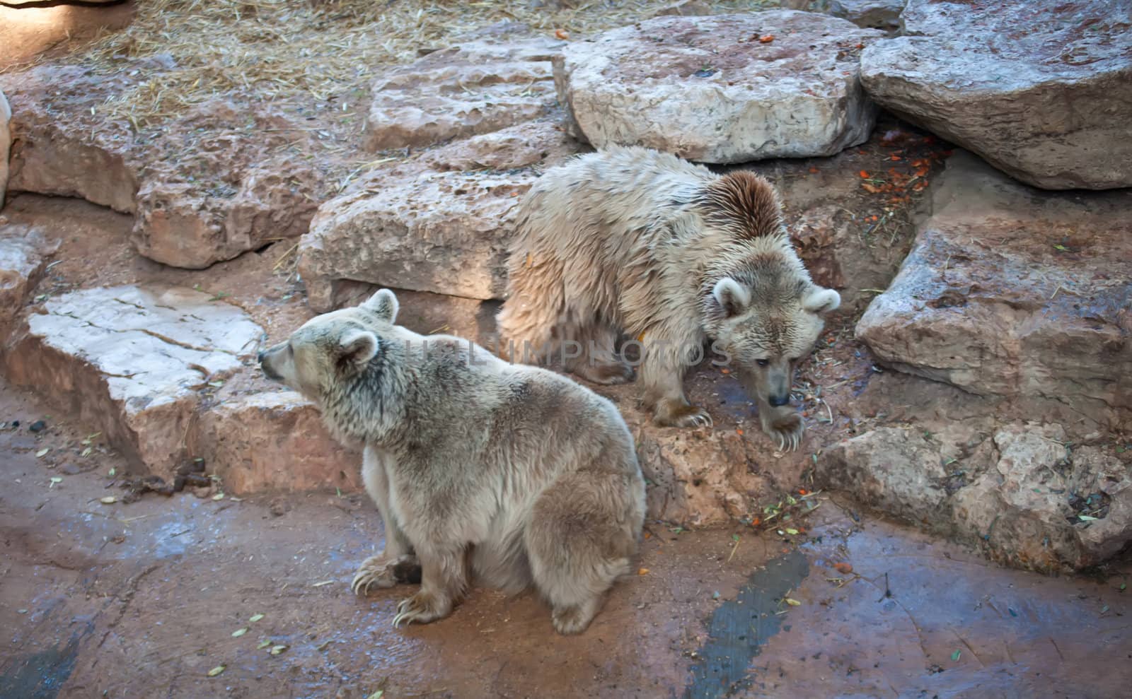 Syrian brown bear ( Ursus arctos syriacus ) .