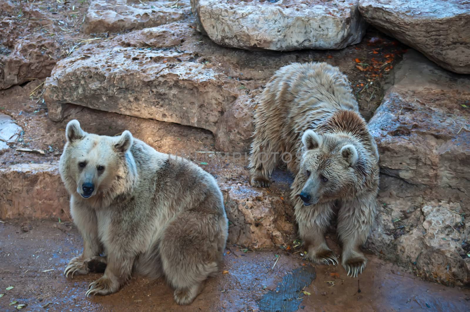 Syrian brown bear ( Ursus arctos syriacus ) .