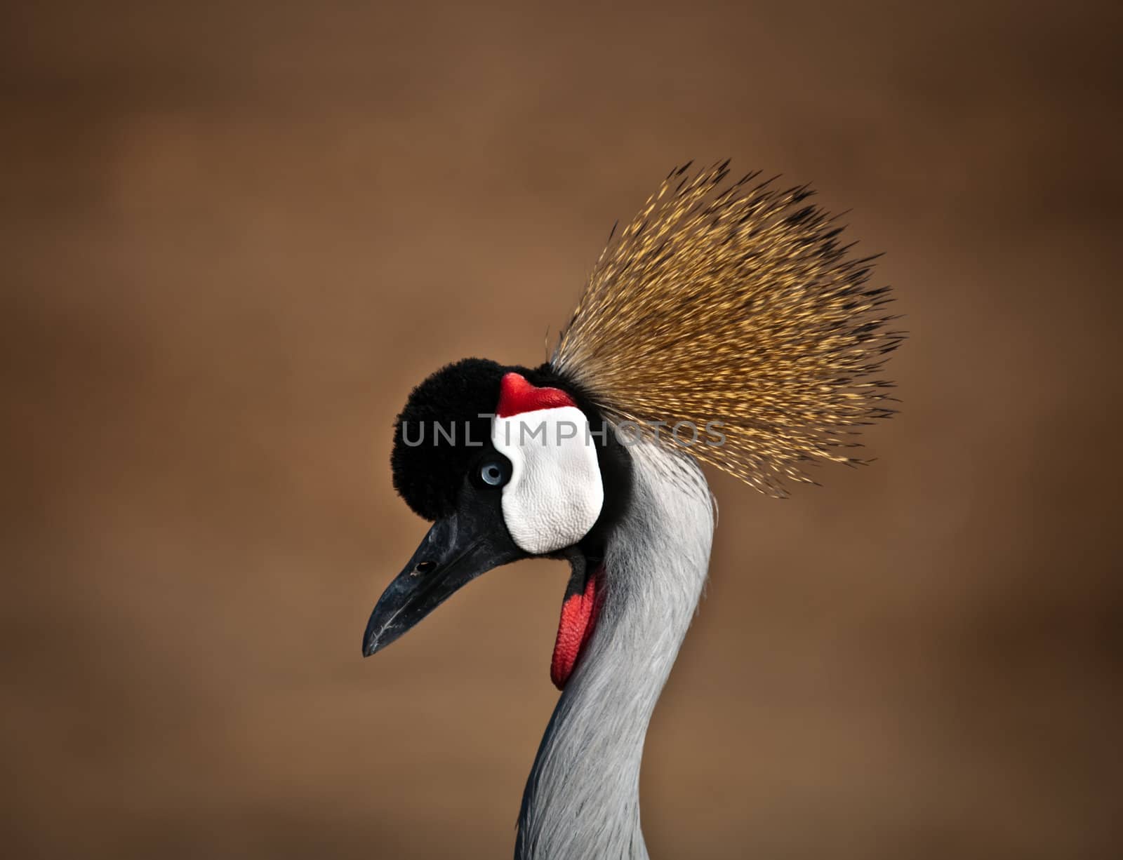 Grey Crowned Crane (Balearica regulorum) head in profile .