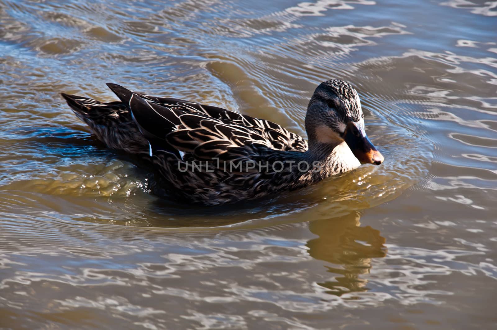 Duck in the water of the lake .