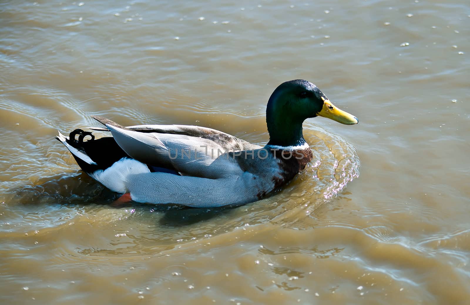 Duck in the water of the lake .