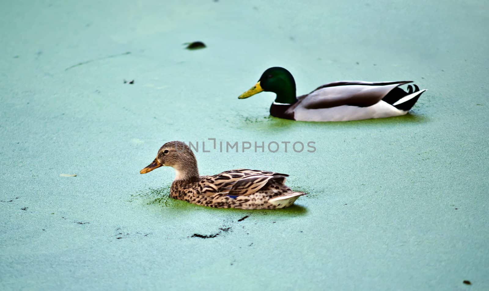 Two ducks in the green water of the lake overgrown with algae.