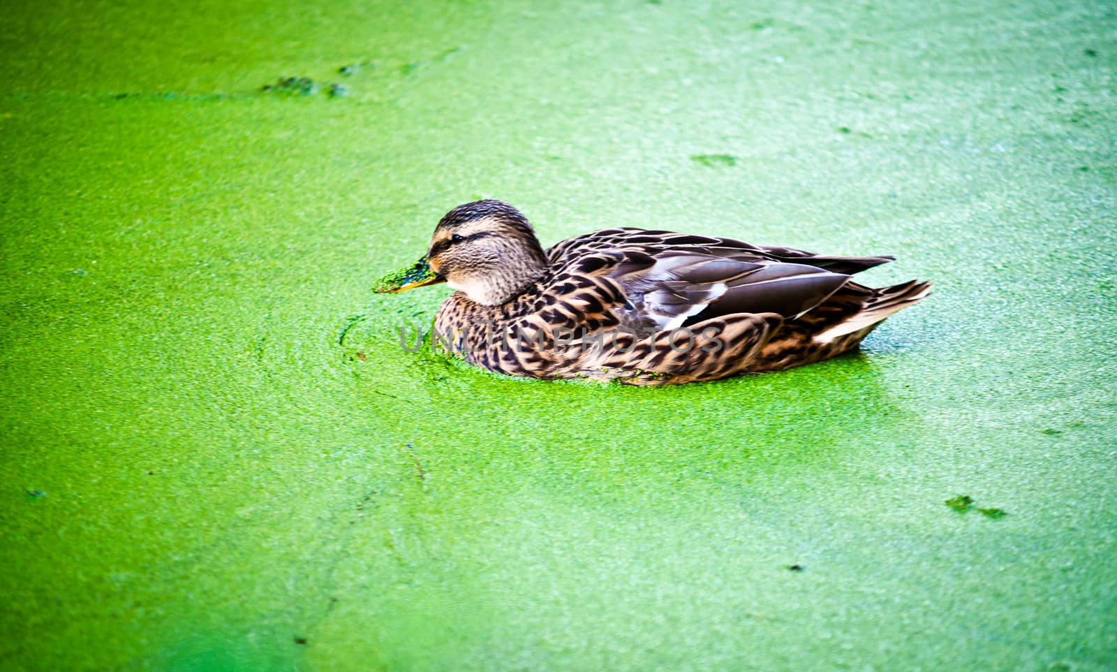 Duck in the green water of the lake overgrown with algae.
