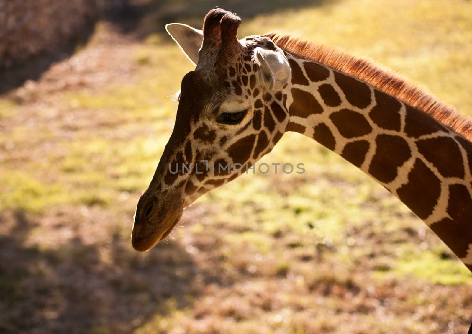 Giraffe . by LarisaP