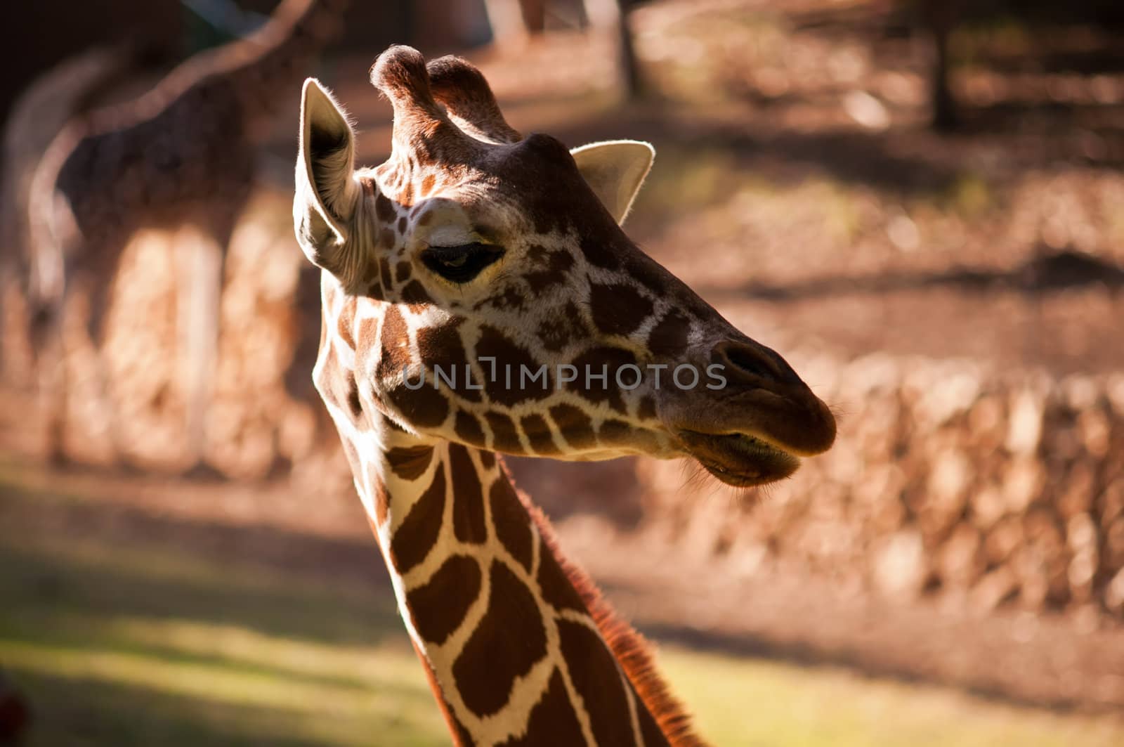 Head of a Giraffe .