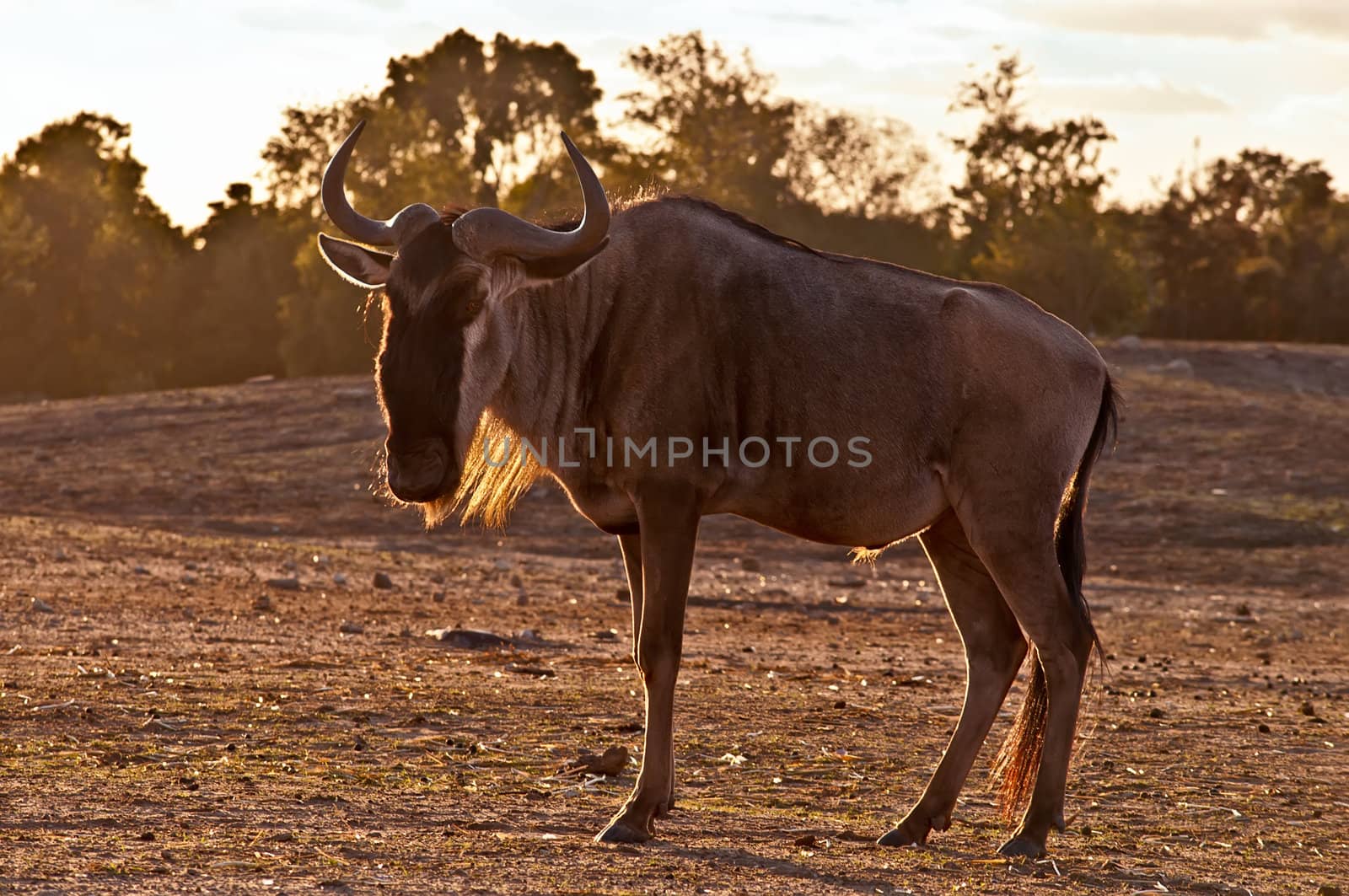 Wildebeest , also called the gnu is an antelope of the genus Connochaetes.