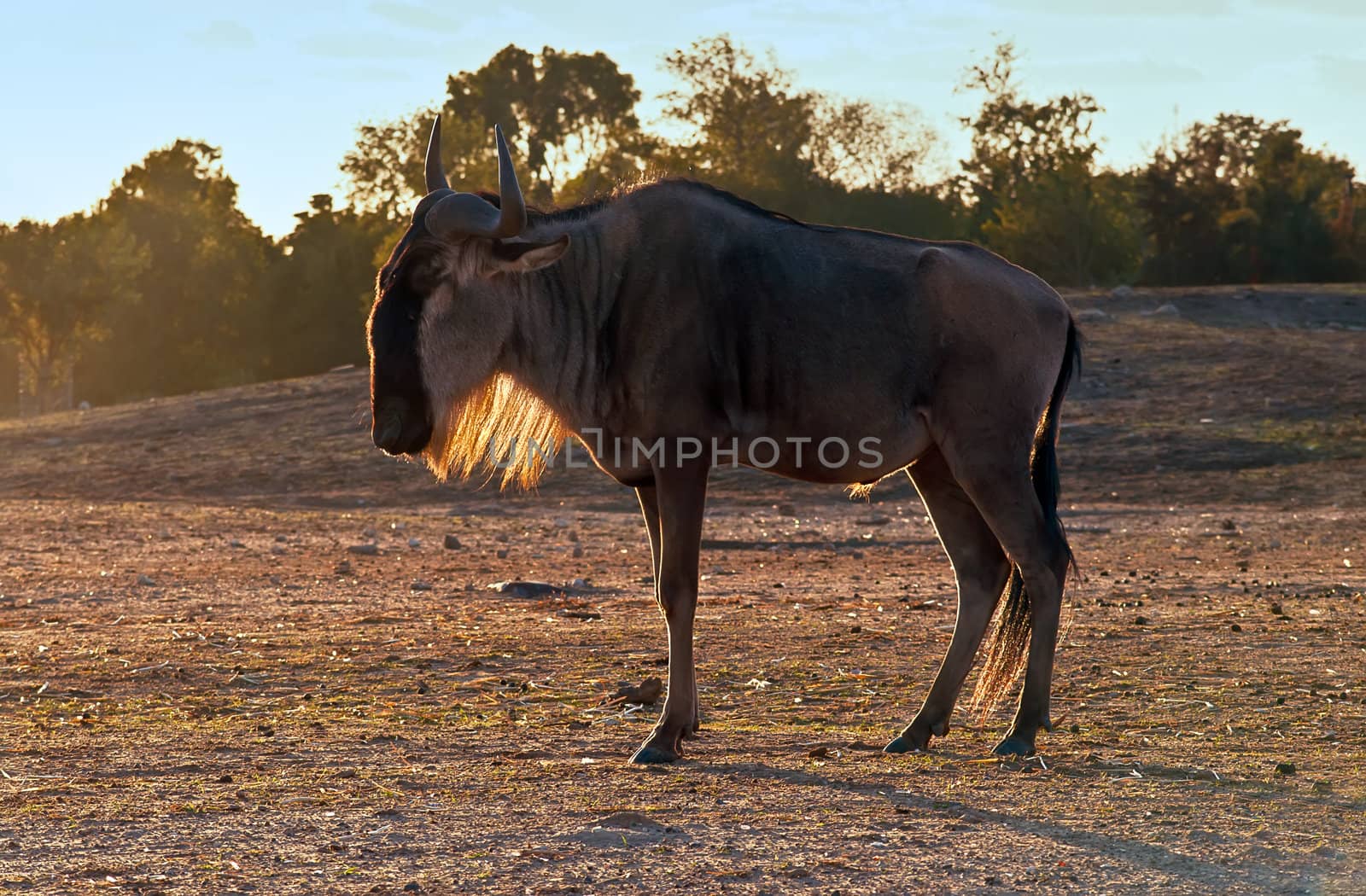 Wildebeest , also called the gnu is an antelope of the genus Connochaetes.