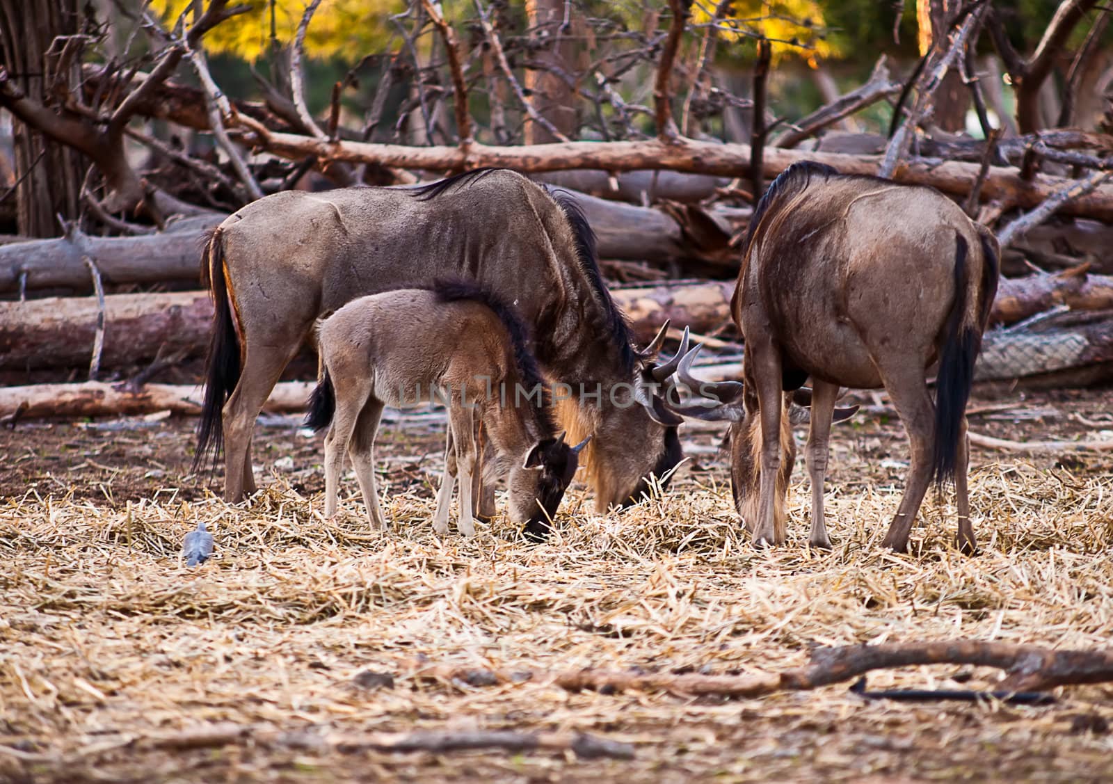 Wildebeest , also called the gnu is an antelope of the genus Connochaetes.