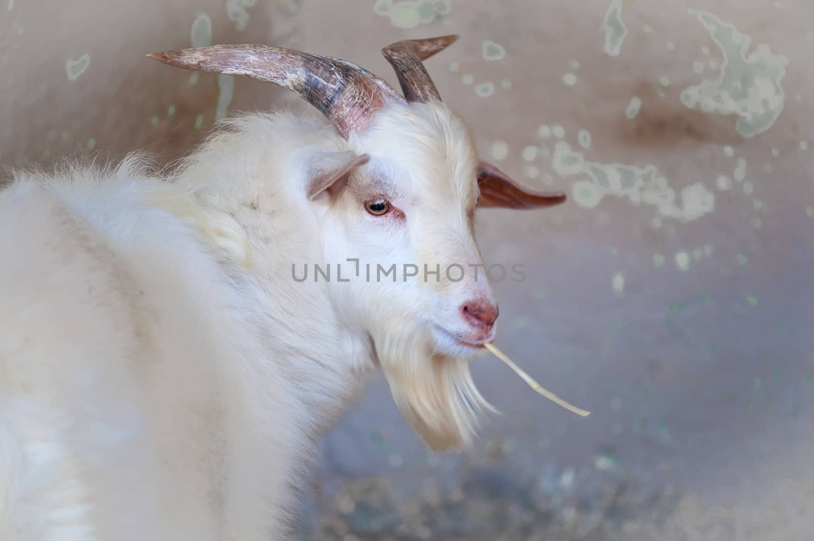 Close up of white goat looking in the camera .
