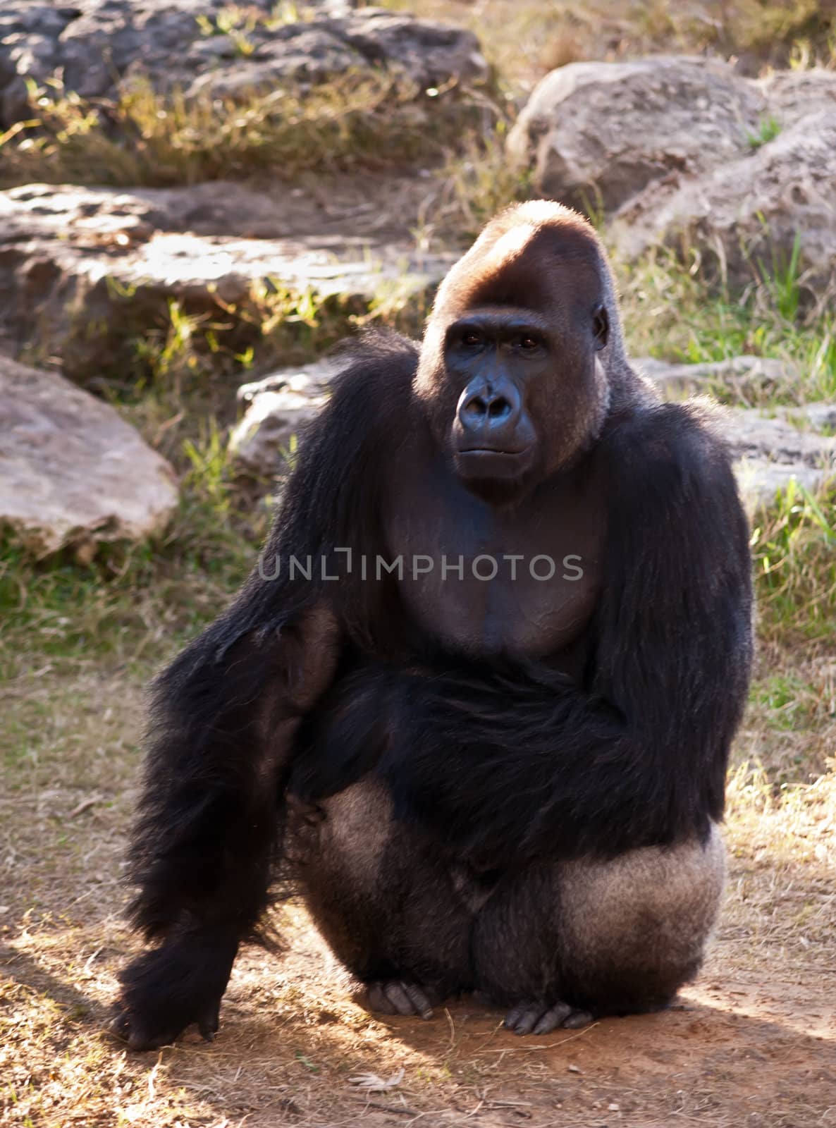 Gorilla . by LarisaP