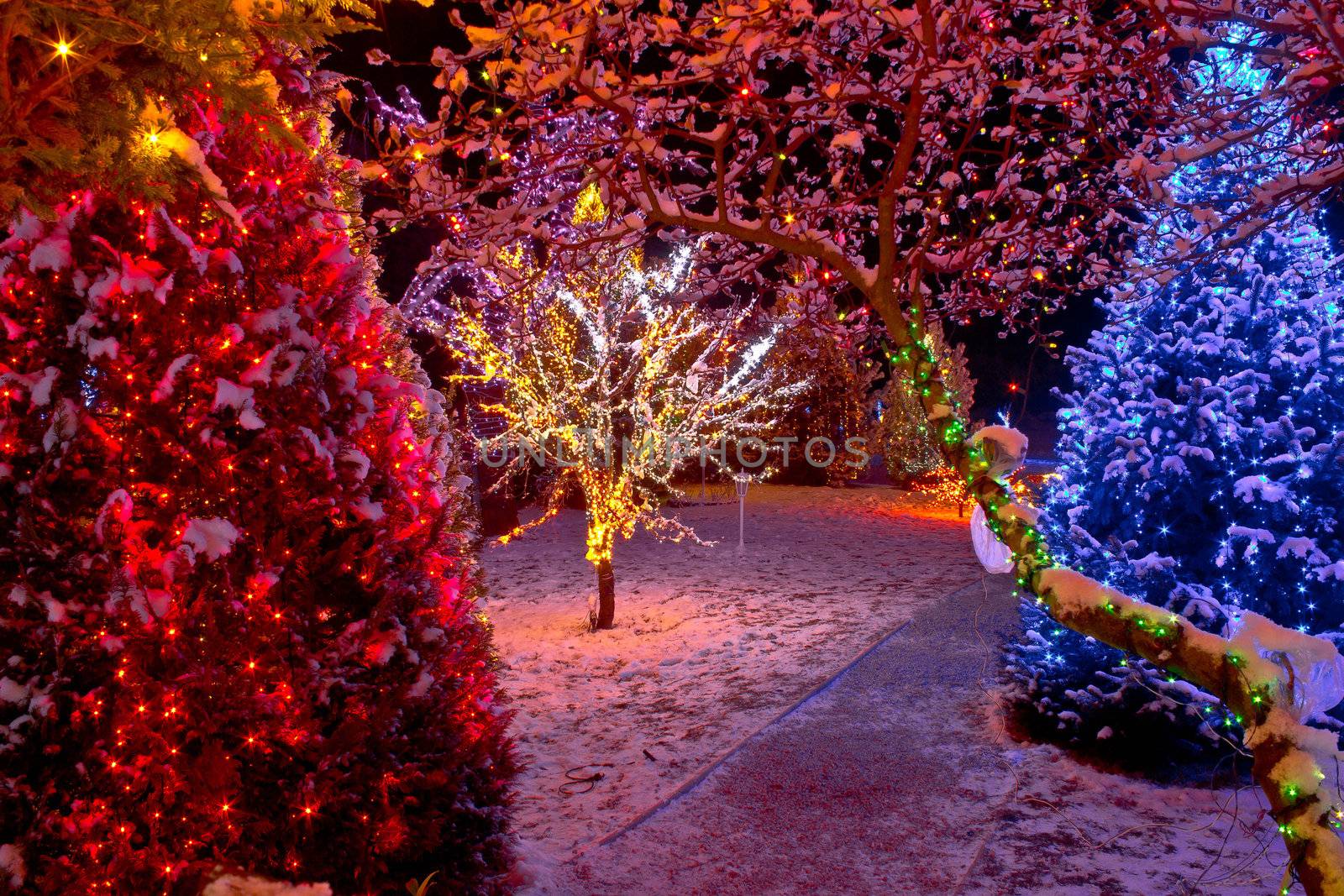 Colorful Christmas lights on trees, glowing nature