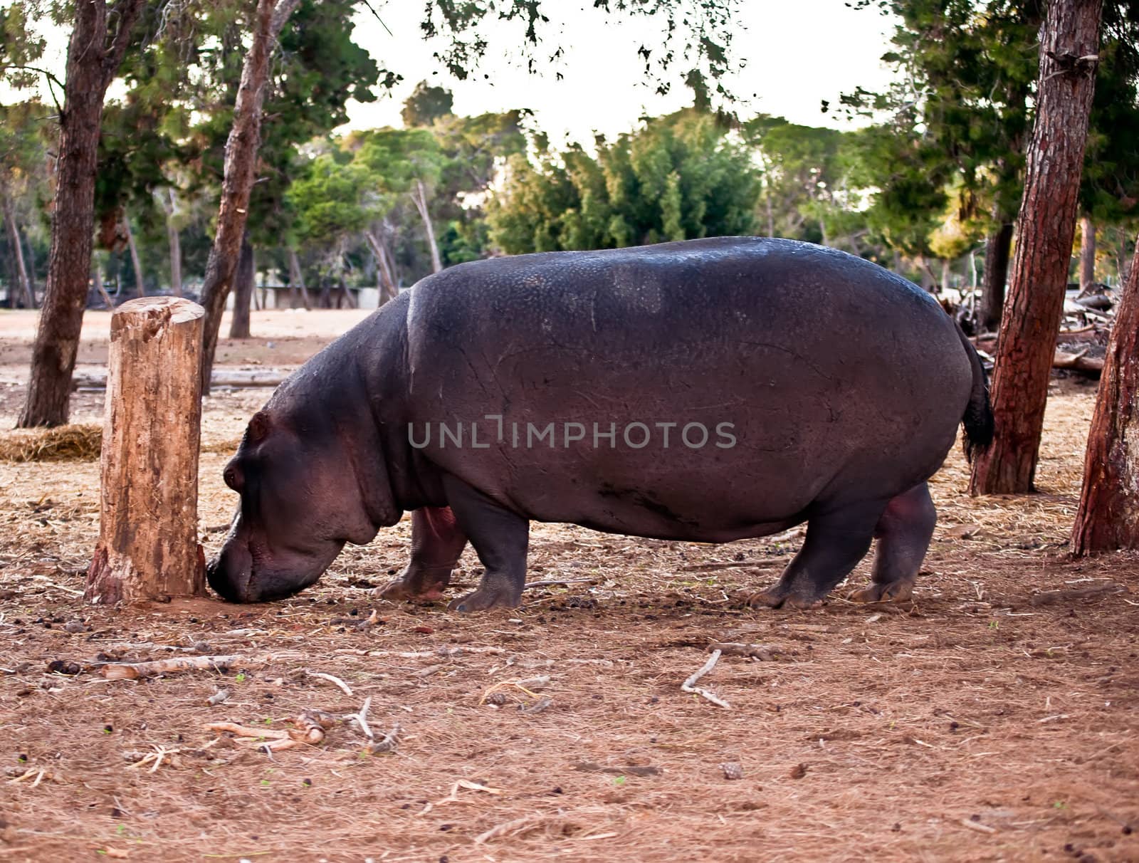 hippopotamus (Hippopotamus amphibius), or hippo , is a large, mostly herbivorous mammal in sub-Saharan Africa .