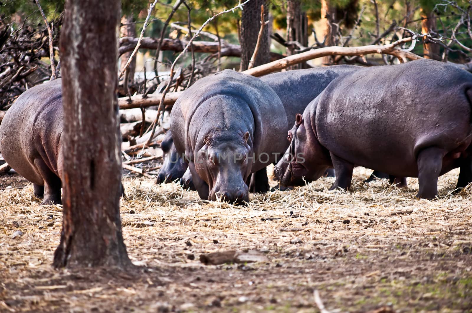 hippopotamus (Hippopotamus amphibius), or hippo , is a large, mostly herbivorous mammal in sub-Saharan Africa .